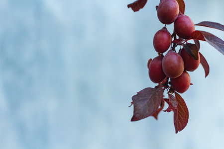 Fruit background for presentation overlay. A branch with young growing Japanese Chinese red plums on a gray blue blurred background. Copy space optionの写真素材