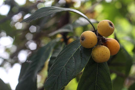 Loquat fruit getting ripe. A group of yellow loquat fruits on a tree in the garden. Agricultural backgroundの写真素材