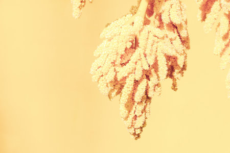 Exotic tropical summer wallpaper in light yellow color. copy space optionの写真素材