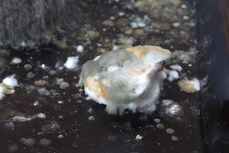 Mold on a food rapidly growing. Spoiled forgotten food