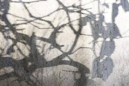tree silhouette shadows background for copy space