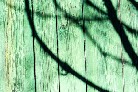Retro style wooden green color textured background with shadows of tree branchesの写真素材
