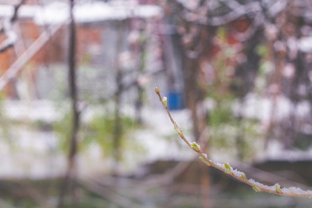 Tree branch with newly buds in early spring. Selective focus.の写真素材