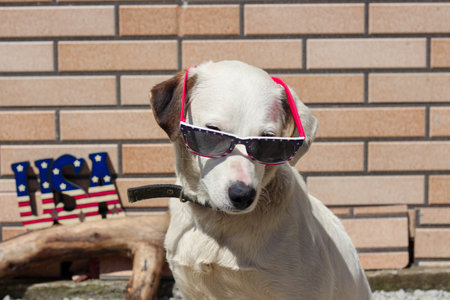 White dog with sunglasses in American flag colors shows her patriotic mood on 4th July Independence....