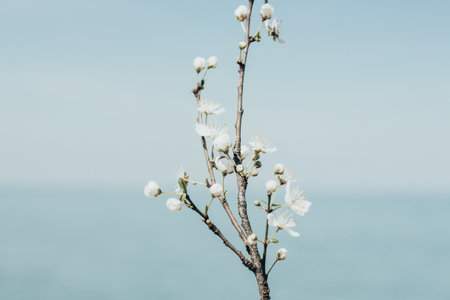close up of a branch with white tender flowers in front of blue clear sky and ocean. Calm peaceful spring theme. Light blue color.の写真素材