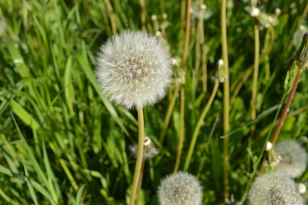 detail of beautiful dandelion with white fluff in sunny summer afternoonの写真素材