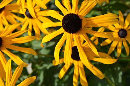 Beautiful yellow daisy flowers in the gardenの写真素材