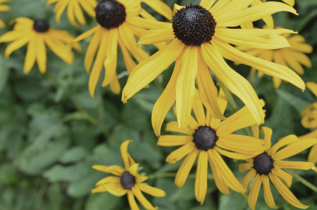 Beautiful yellow daisy flowers in the gardenの写真素材