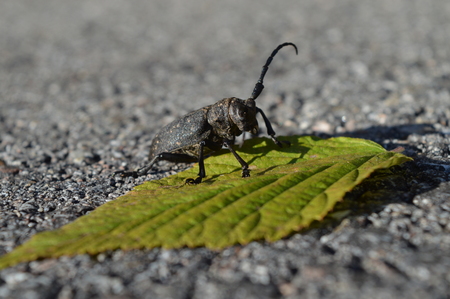 longhorn beetle on green leaf on the black asphalt road backgroundの写真素材