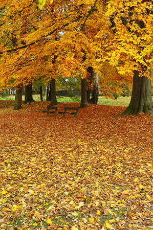 autumn park near forestの写真素材