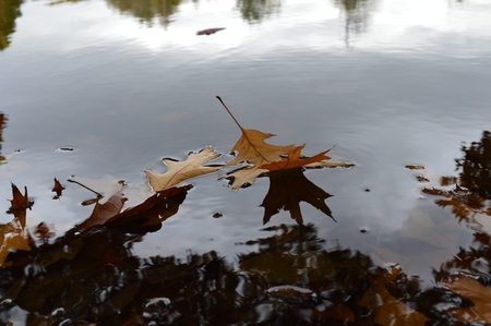 leaf floating on dark blue water levelの写真素材