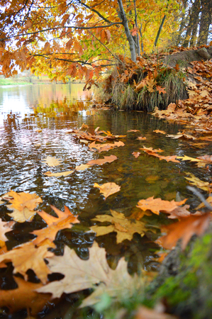 colorful leaves falling into riverの写真素材