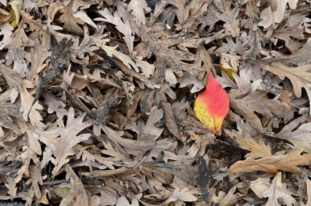 Fallen colored gray leaf among leaves in autumnの写真素材