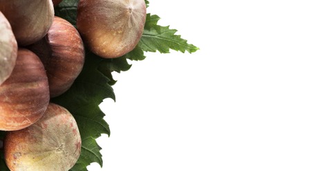 Hazelnut on green leaves isolated on white backgroundの写真素材