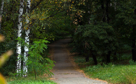 Autumn park alley with trees and orange fallen leaves.