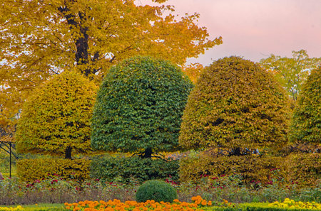 Grab with a rounded crown and yellow leaves in an autumn park