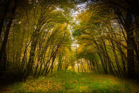 road through dark night forest in autumnの写真素材