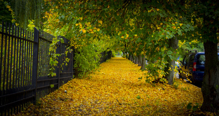 Beautiful autumn park alley. with yellow leaves on the trees backgroundの写真素材