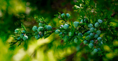Blue juniper berries on a branch close up