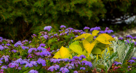 Swedish ivy or decorative mint, the use of plants in landscape design close up