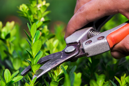 Pruning the garden with a gardener, removing unnecessary branches.の写真素材