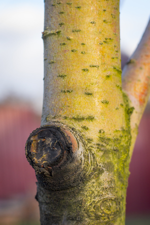 diseases of the fruit tree crust, apple-tree black cancer close upの写真素材