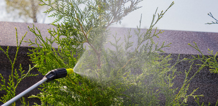 Gardener sprinkles young plum tree from pests and diseases with bottle sprayer. He holds sprayer in his handの写真素材