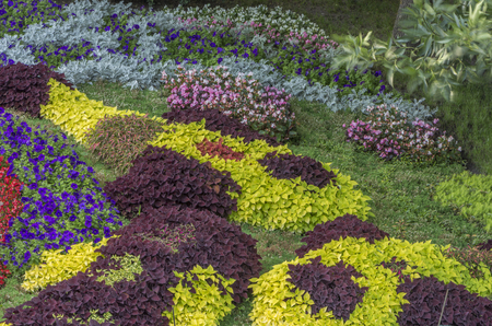 A neat colored well maintained garden in Japanese styleの写真素材