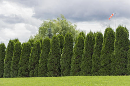 Fragment of a rural fence hedge from evergreen plants the Thuja.の写真素材