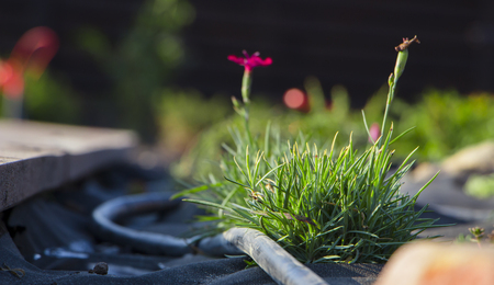 Installation of drip irrigation in the garden of the Japanese style.の写真素材
