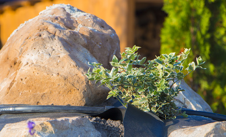 Installation of drip irrigation in the garden of the Japanese style.の写真素材