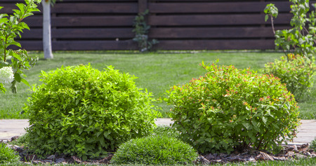 The garden has a decorative trimmed ball Bush Japanese Spiraea Spiraea Japanese .の写真素材