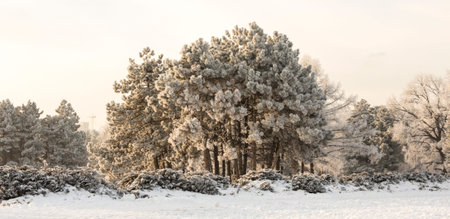 crown of trees covered with winter frost, against the blue sky.の写真素材