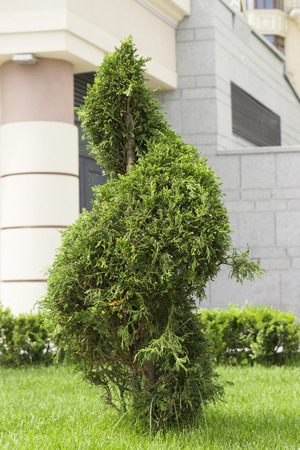 Green thuja on the lawn with lush grass, sheared in the form of a spiral.の写真素材