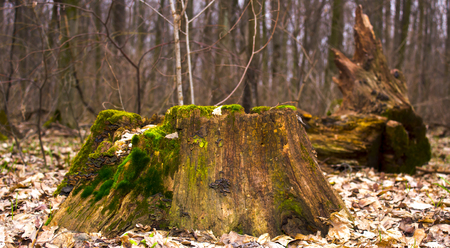 An old stump covered with moss in the woods close upの写真素材