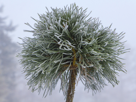 Application of globular shredded thuja in a landscape design.の写真素材