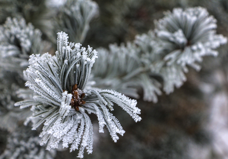Branches of a dwarf mountain pine Pinus mugo . use in landscape design and design.の写真素材