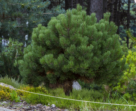 Branches of a dwarf mountain pine Pinus mugo . use in landscape design and design.の写真素材