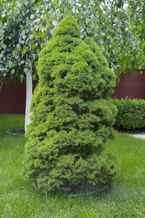 large green healthy Canadian Christmas Tree close upの写真素材