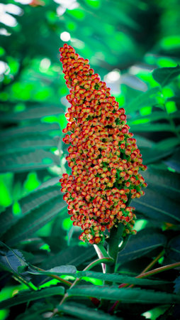 Red drupe, blossom in late summer Staghorn Sumac Rhus typhina 