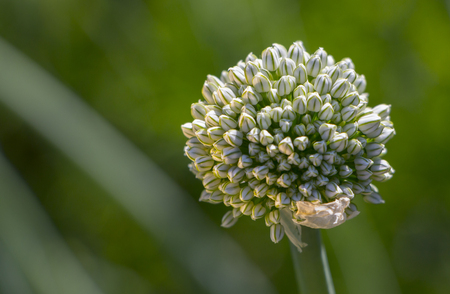 flower bud on a plant with seeds of onions in the garden.の写真素材