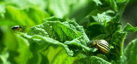 Colorado beetle, on a green leafy curd tree, light salmon background clsoe upの写真素材