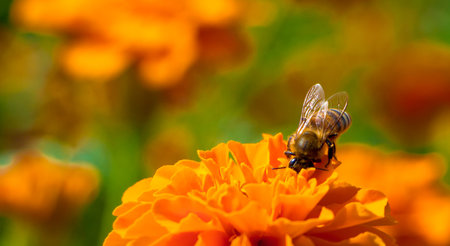 The hard-working bee is pollinated by blackberry, a garden flower.