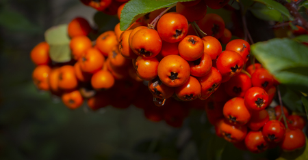Rowan tree with red ripe rowan berry close upの写真素材