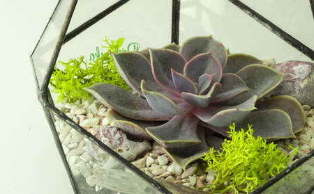 Green succulent in a glass pot in scandinavian style.の写真素材