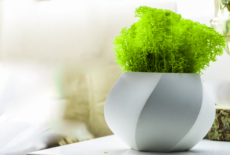 Green succulent in a glass pot in scandinavian style.の写真素材