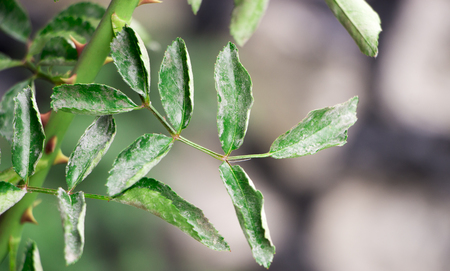 small aphid on a green leaf in the open air.の写真素材