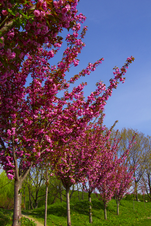 Sakura. Cherry blossoms japan. Pink spring blossom backgroundの写真素材