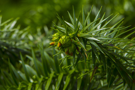 Monkey puzzle tree, Araucaria Araucana, close up branchの写真素材