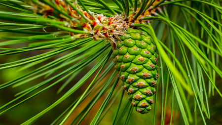 Pinecones hanging from the branches of an evergreen tree.の写真素材